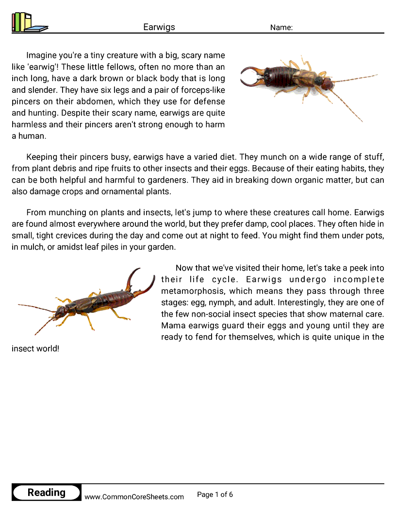 Reading Comprehension Insects Worksheets - Earwigs worksheet