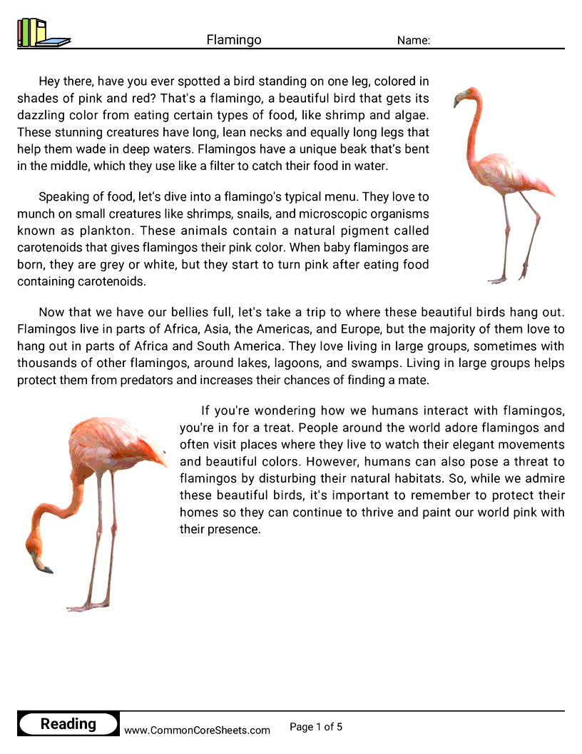 Reading Comprehension Birds Worksheets - flamingo worksheet