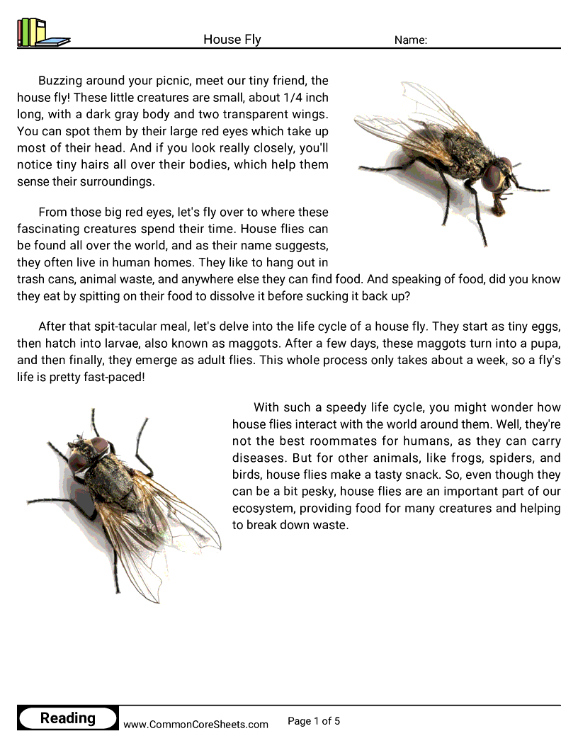 Reading Comprehension Insects Worksheets - House Fly worksheet