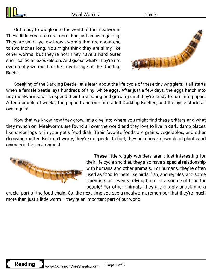 Reading Comprehension Insects Worksheets - Meal Worms worksheet