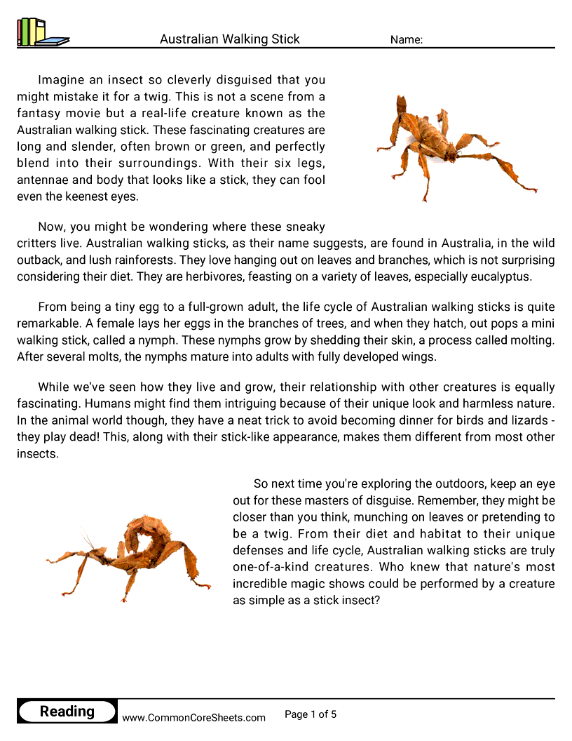 Reading Comprehension Insects Worksheets - Australian Walking Stick worksheet