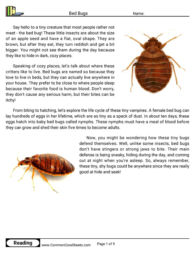 Reading Comprehension Insects Worksheets - Bed Bugs worksheet