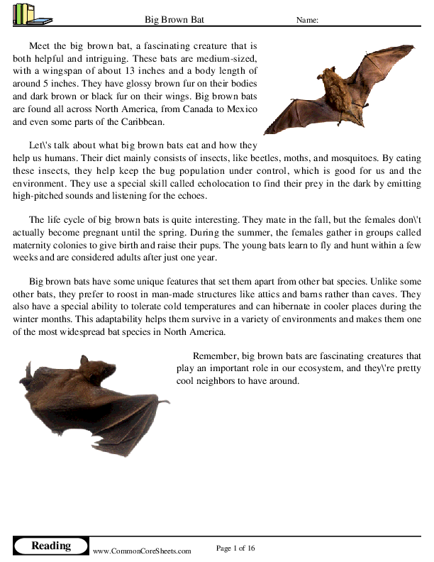  - big-brown-bat worksheet