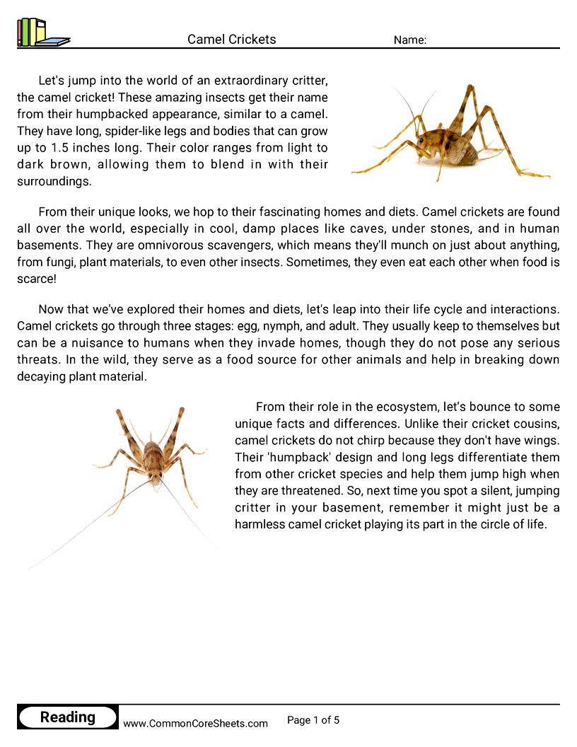 Reading Comprehension Insects Worksheets - Camel Crickets worksheet