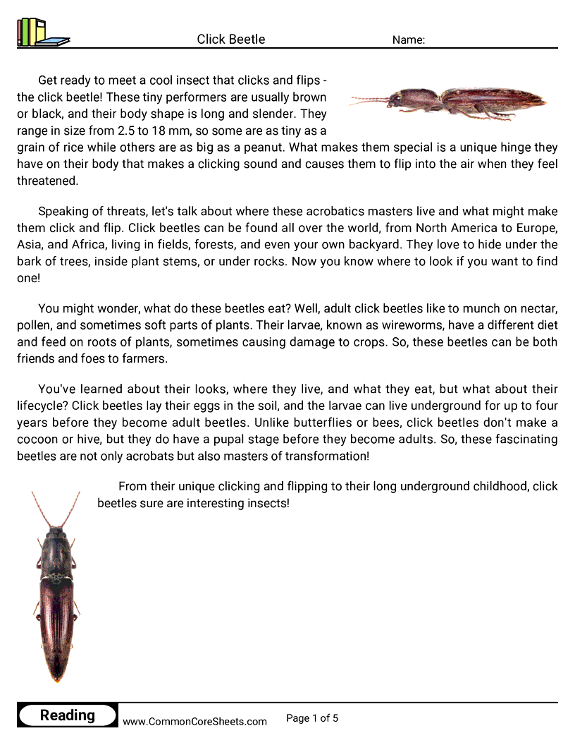 Reading Comprehension Insects Worksheets - Click Beetle worksheet