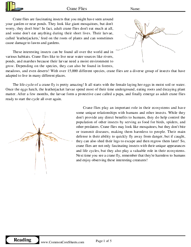  - crane-flies worksheet