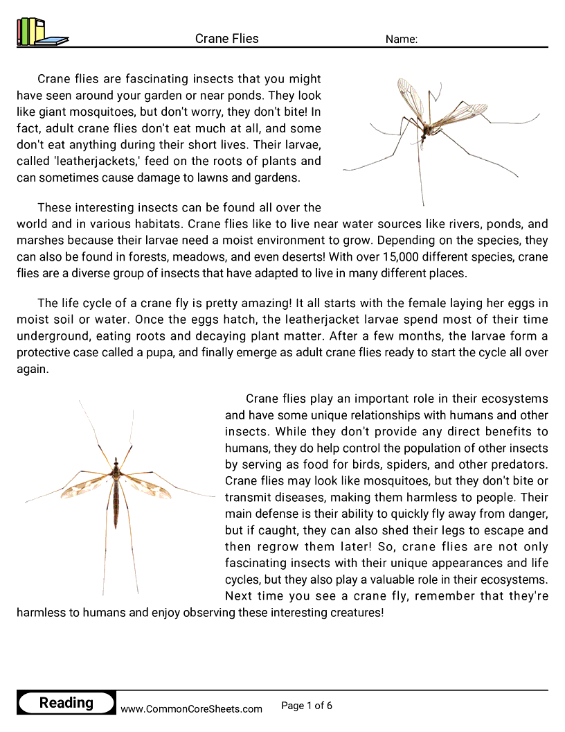 Reading Comprehension Insects Worksheets - Crane Flies worksheet