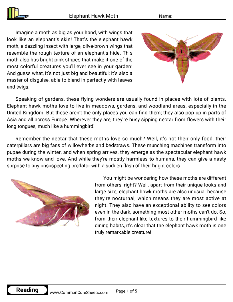 Reading Comprehension Insects Worksheets - Elephant Hawk Moth worksheet