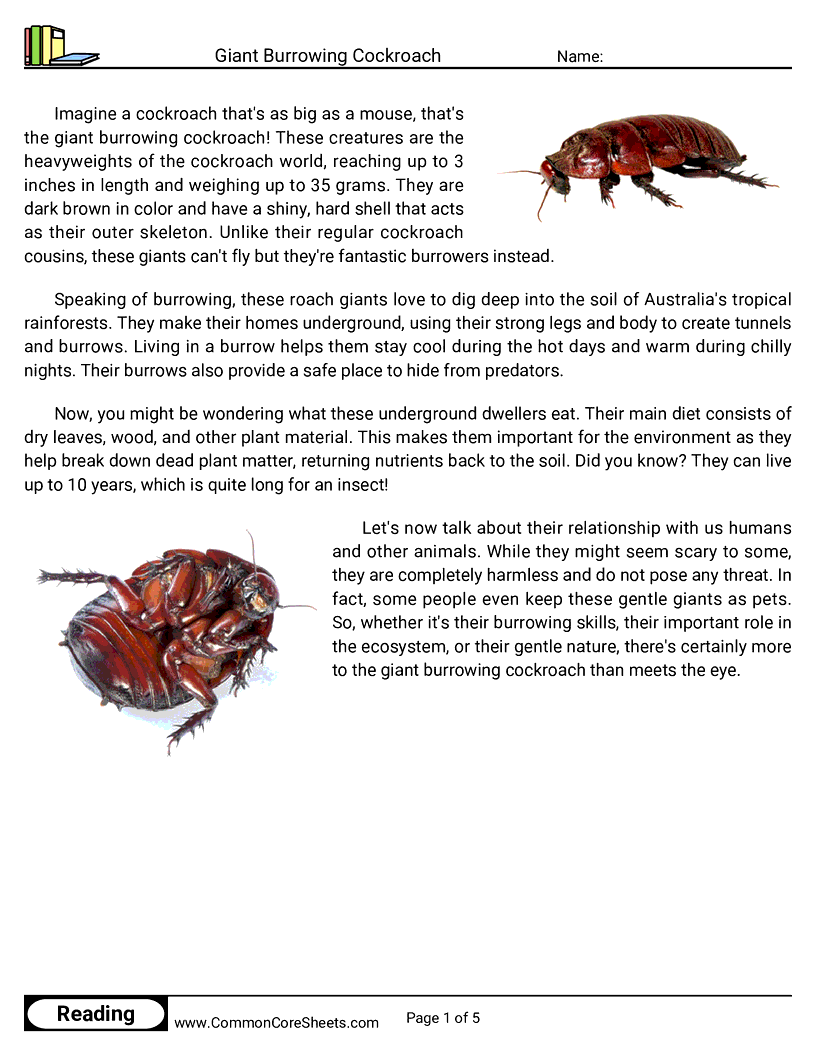 Reading Comprehension Insects Worksheets - Giant Burrowing Cockroach worksheet
